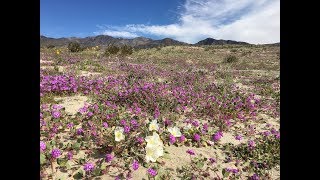 Abronia villosa sand verbena [upl. by Almond]