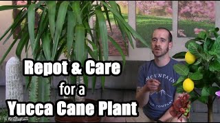 Yucca Cane Plant Transplant amp Info Yucca gigantea [upl. by Notsob]