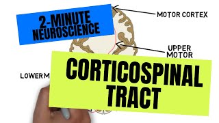 2Minute Neuroscience Corticospinal Tract [upl. by Sabine]