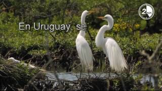 Humedales  Flora y Fauna [upl. by Cirnek]