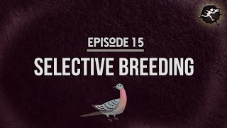 Selective Breeding UntamedScience 15 [upl. by Asilla]