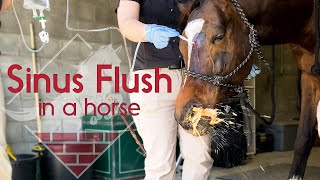 Flushing a Horses Sinus [upl. by Koosis]