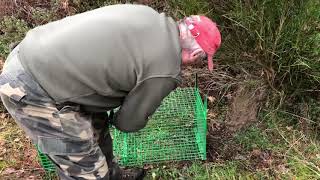 URGENCE  Piéger le blaireau  Chasseur Piégeur en action [upl. by Sakovich554]