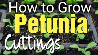 How to Grow Petunia Cuttings  Propagate Petunias [upl. by Ataeb]