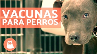 Vacunas para perros cachorros y adultos  CONSEJOS VETERINARIOS [upl. by Eecram954]