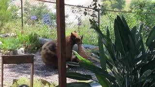 Bear Attacks Deer In Monrovia CA [upl. by Ardnuasal]