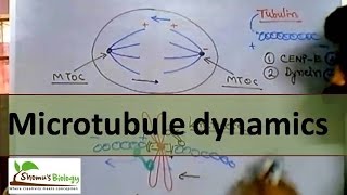 Microtubule polymerization trade milling and function [upl. by Madge396]