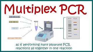 Multiplex PCR [upl. by Anaiuq110]