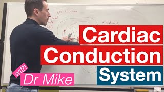 Cardiac Conduction System  Cardiology [upl. by Yesllek]