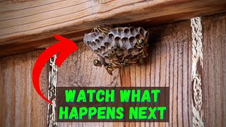 How To Kill Wasps With Dish Soap [upl. by Odlauso]