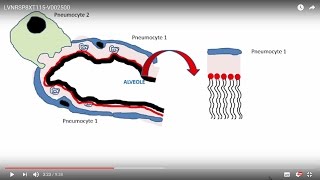 21 Le Surfactant Pulmonaire [upl. by Millian493]