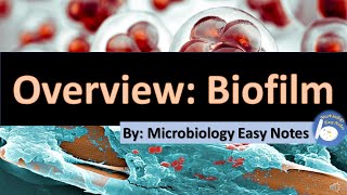 Overview Biofilm [upl. by Berner632]