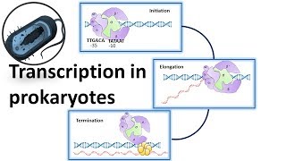 Prokaryotic Transcription overview [upl. by Atinaej]