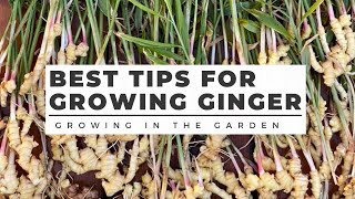 HOW to PLANT and GROW GINGER in ANY CLIMATE plus TURMERIC growing tips [upl. by Daile]