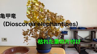 亀甲竜 Dioscorea elephantipesの葉っぱの片付け [upl. by Cirdet54]