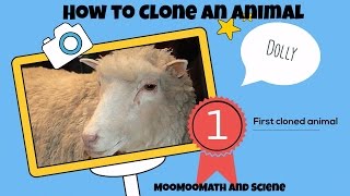 How to cloneHow Dolly the sheep was cloned [upl. by Nwahsek]