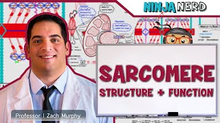 Musculoskeletal System  Sarcomere Structure Actin amp Myosin [upl. by Llertac]