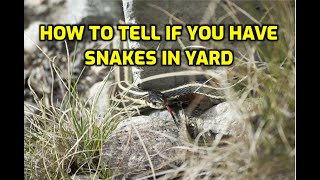 How To Tell If You Have Snakes In Yard [upl. by Lertnek]