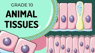 Animal Tissues [upl. by Calloway]