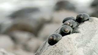 Life in Rock Pools [upl. by Ecinev572]