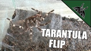 Tarantula prepares for molt  INCLUDING THE FLIP [upl. by Hilaire]