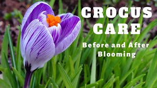 Caring for Crocus Flowers Before and After They Flower 💜 [upl. by Mailand]