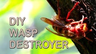 How To Get Rid Of Wasps [upl. by Nawud]