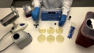 How to Perform Serial Dilutions in Microbiology [upl. by Roselyn504]