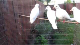 My white doves [upl. by Doble962]