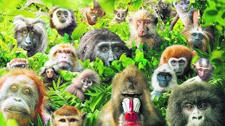 These Are All Primates That Currently Exist [upl. by Theobald846]