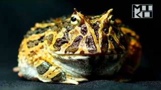 Ceratophrys calcarata video Venezuelan Horned Frog [upl. by Artap]