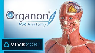 3D Organon VR Anatomy  Medis Media [upl. by Bo]