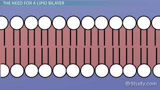 Lipid Bilayer Definition Structure amp Function [upl. by Siva717]