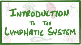 Introduction to the Lymphatic System [upl. by Maxwell234]