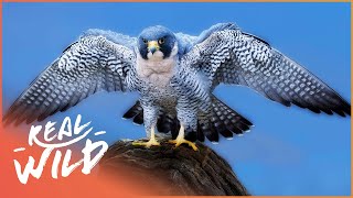 Peregrine Falcon The Master Of The Sky  Amazing Animals  Real Wild Shorts [upl. by Enilkcaj]