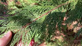 Cupressus x leylandii Leyland cypress [upl. by Aned271]