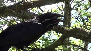 Raven Squawking  free sound effect [upl. by Nonnel]