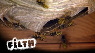 How To Remove A Wasps Nest  Whats Inside [upl. by Naitsirc]