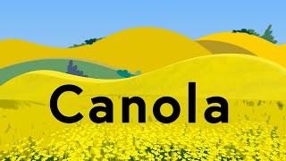 Canola Explained [upl. by Joceline]