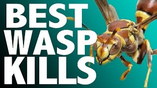 Killing Wasps Most Satisfying Wasp Kills [upl. by Regnig]