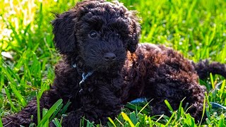 Schnoodle  Top 15 Fact That You Need To Know Compilation Video [upl. by Mannie]