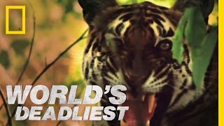 Tiger vs Monkeys  Worlds Deadliest [upl. by Elpmid]