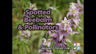 Spotted Beebalm amp Pollinators [upl. by Sert963]