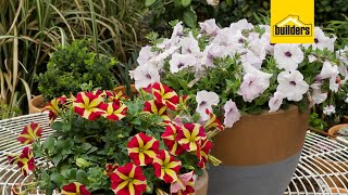 Everything you Need to Know About Petunias [upl. by Yedsnil]