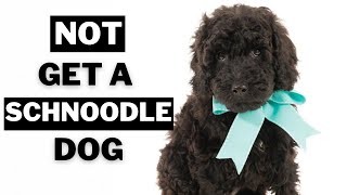 10 Big Reasons Why you should NOT get a Schnoodle Dogs [upl. by Takeo576]