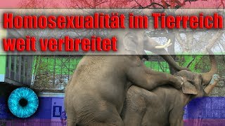 Homosexualität im Tierreich weit verbreitet  Clixoom Science amp Fiction [upl. by Cavill]