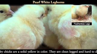 Pearl White Leghorn Chicks [upl. by Dorsey]