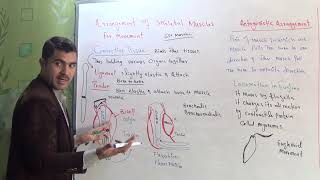 L10 Antagonestic arrangement of skeletal muscles [upl. by Dviad272]