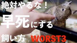 【知って欲しい】デグーdeguが早死にする飼い方ワースト3 [upl. by Anyd]