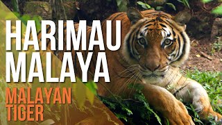 Harimau Terancam di Malaysia Critically Endangered Malayan Tiger [upl. by Henden]